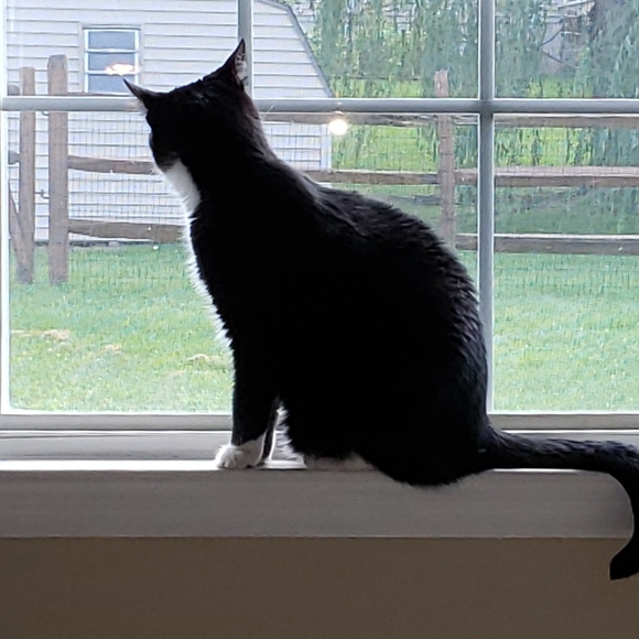 Meet your Posher, Sandy - Picture 4 of 6